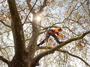 İŞTE YENİ MODELİMİZ STIHL MS 150 TC-E Çok hafif, inanılmaz manevra kabiliyeti, tek el kullanım. Facebook gönderilerimizde detayları görecek bu modeli çok seveceksiniz. Ürün Detayları: http://www.sadal.com.tr/Product?productId=3368 Fiyat Bilgisi: http://bayiler.s-line.com.tr/sline/estore/selectdealer.aspx?ref=self&g=prd3368 | STIHL in Türkiye