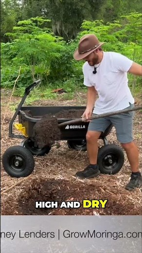 Planting Moringa Trees High and Dry Florida Gardening Tips