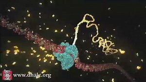 3D Animations - Transcription & Translation: Transcription (Basic) - CSHL DNA Learning Center