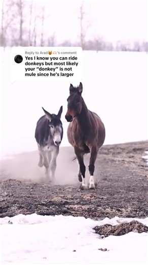 Donkey vs Mule: The Key Differences Explained