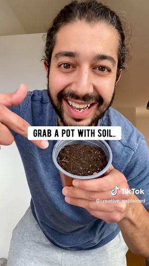 Grow Your Own Lime Tree: From Seed to Fruit