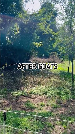 GOAT RENTAL to Clear Land // AMAZING Before & After!
