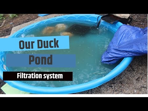 Our Duck Pond Filtration System(Adorable Montage Of Ducks Swimming!!!)