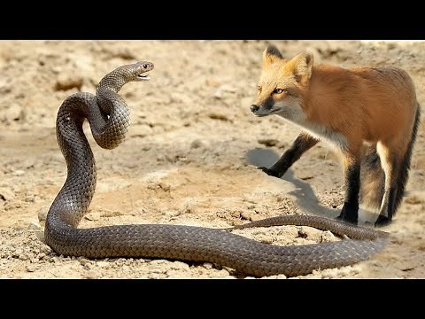 Snake Vs Fox Big Battle In The Wild | Epic Battle Compilation