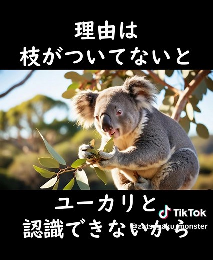 コアラが愛くるしすぎる #雑学 #豆知識 #動物雑学 #コアラ