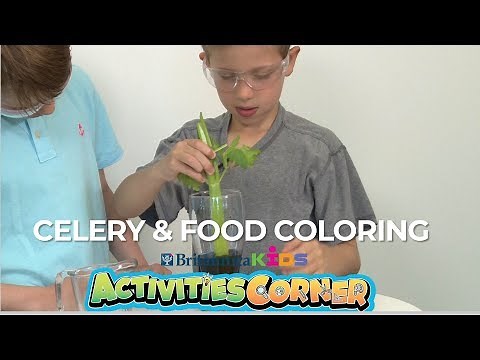 ACTIVITIES CORNER: Celery & Food Coloring Experiment | Britannica Kids