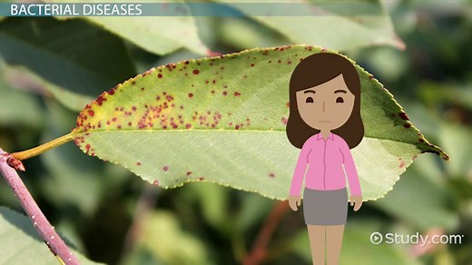 Common Plant Diseases | Overview, Identification & Types