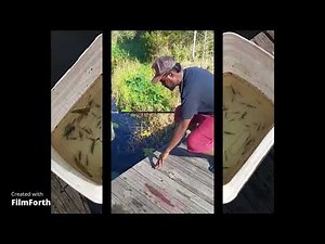 Catching Freshwater Grass Shrimp