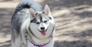 Alaskan Klee Kai Breed Guide