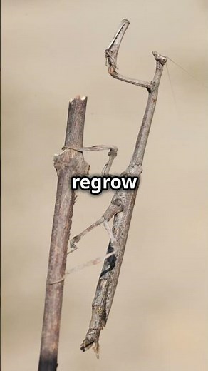 Mind Blowing Stick Bug Facts!