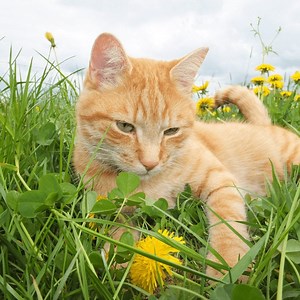 Cat Body Parts, Cat Anatomy and Cat Bone Structure • Kritter Kommunity