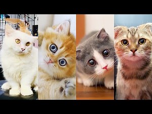 4 Adopted Kittens First 24 Hours!