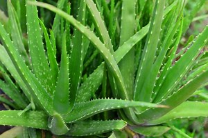 How to Cut an Aloe Plant