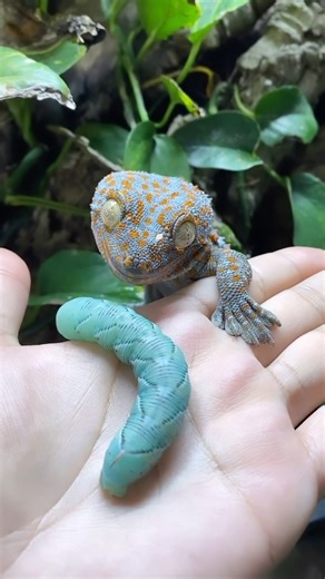 24K views · 1.7K reactions | Here are Tiki and Torch, my breeding...