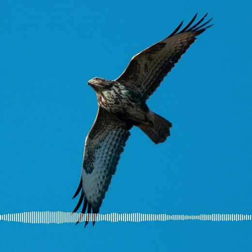 20K views · 406 reactions | From buzzards and kestrels, to...