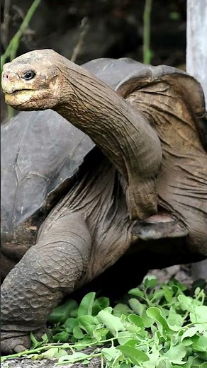 Galapagos Giant Tortoises: One Minute Animal Facts