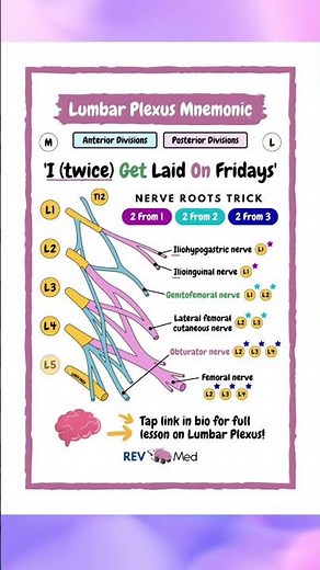 Lumbar Plexus Mnemonic - Anatomy