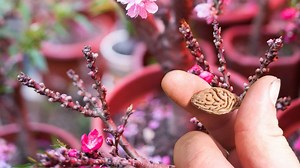 How To Grow a Peach From Seed Indoors - Indoor Garden Tips