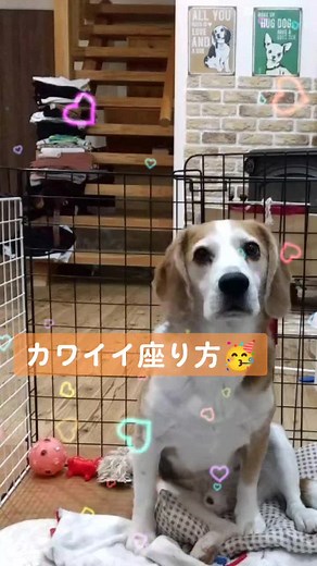 #愛犬 #ビーグル #あるある
