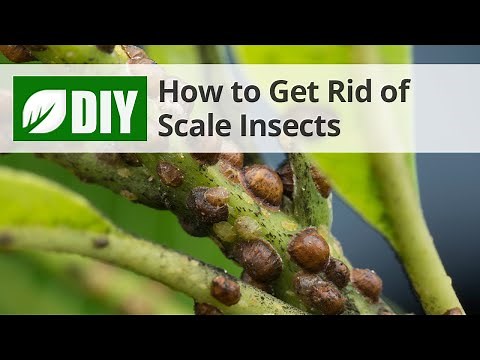 How to Get Rid of Scale | DoMyOwn.com