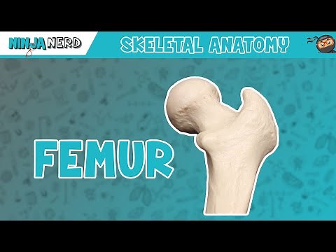 Femur Anatomy
