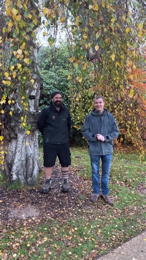 Betula pendula ‘Youngii’ AKA Young’s Weeping Silver Birch If you like a tree with a weeping habit, this could be the one for your garden. Slow growing, this specimen is over 100 years old and around 8 metres tall. An added attraction is the characteristic silver birch bark — rough, white, and marked with dark fissures that develop as it matures. Small, heart-shaped dark green leaves turn yellow in autumn, and yellow-brown catkins appear in spring. Fully hardy. Suitable for most soils but best sh