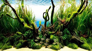 Kiến Thức Thủy Sinh Cơ Bản Cho Người Mới