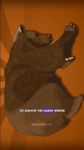 Bear Hibernation Explained!