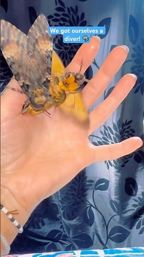 It’s the way she throws herself 😂 #moths