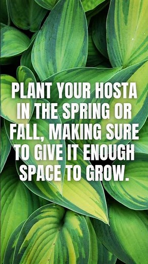 Hostas: Easy-to-Grow Plants for Novice Gardeners - How to Grow Hostas