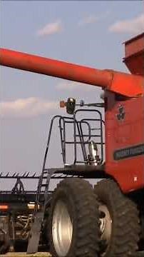 INSANE Harvest Power! Massey Ferguson 9560, 9790 & 8560 Cutting Beans FAST