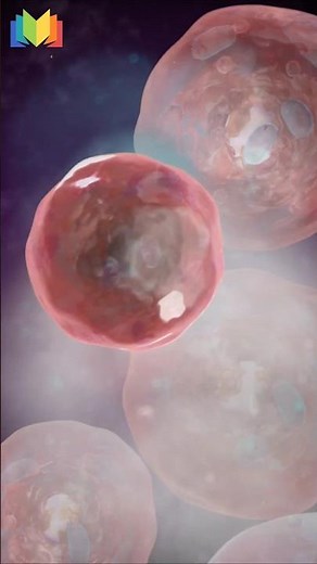 Visualizing The Bladder With Cystoscopy