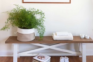 How to Grow Light and Feathery Asparagus Ferns