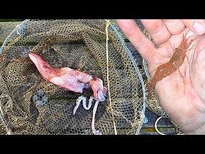 Drop Netting Prawns from the Pier – Step-by-Step Guide To catch Bass Bait