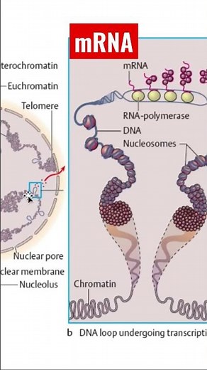 Understanding mRNA: What Is mRNA and How Does It Work?