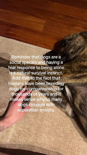 Humans have been breeding dogs for companionship for thousands of years, it’s no wonder separation anxiety is so common. #dogseparationanxiety #gentlereminder #ethology