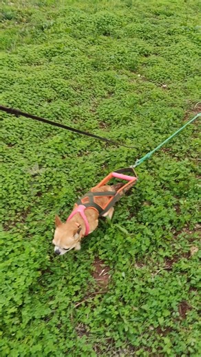 Chihuahua Training Techniques for Effective Daily Drags