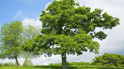 English Oak (Quercus robur) - British Trees - Woodland Trust