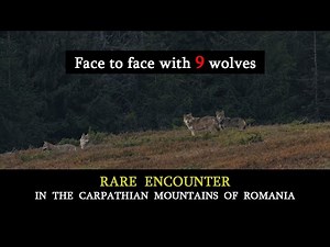 Rare Close Encounter with a Pack of 9 Wolves in the Carpathian Mountains