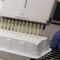 Video: An Optimized Hemagglutination Inhibition HI Assay to Quantify Influenza-specific Antibody Titers