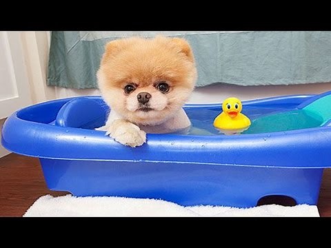 Boo - The World's Cutest Dog Video Compilation | Pomeranian Puppies cute pet