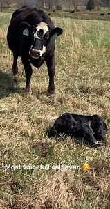Just tagging calves.No harm done. Calf started hollering before it was even touched 😂🥰 #tagging #fyp #calves #cattlefarmersoftiktok #mommacows | Haydn House