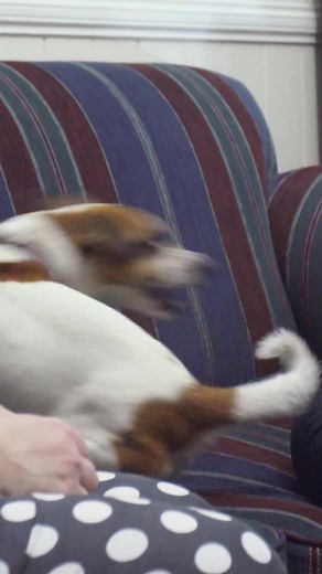 Extreme Case of Dog Chasing Tail - Rescue Dog Behavior Analysis