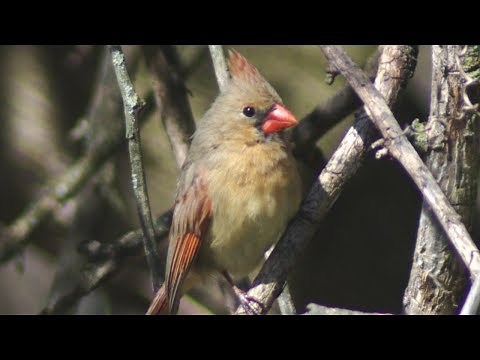 Female Cardinal chirping sounds
