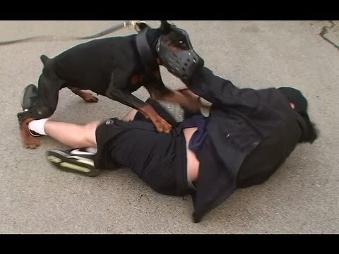 Doberman Attack Training (K9-1.com)