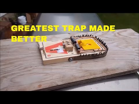 HOW TO MAKE THE GREATEST RAT TRAP BETTER