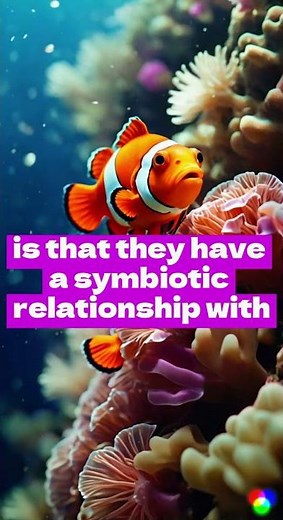 THE FACT ABOUT NEMO FISH Dive deep into the fascinating world of the clownfish