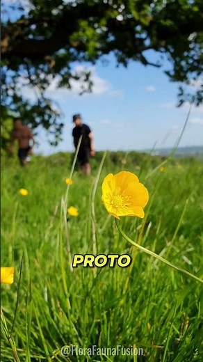 Shining Secrets of the Buttercup Flower! #shorts #facts #plants #flowers #nature #funfacts