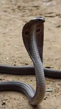 Difference between spectacle cobra and Indian rat snake 🐍#snake #auroville #cobra #ratsnake