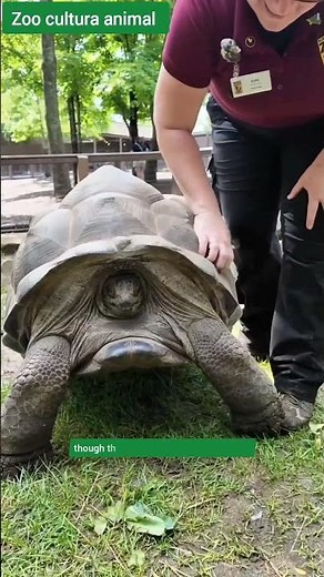 Turtle Shells: Sensitive or Not?